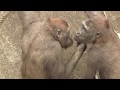 アニー&キヨマサ49 Annie&Kiyomasa child gorilla play