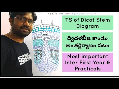 Botany practicals TS of Dicot Stem Drawing | ద్విదళబీజ కాండం అంతర్ణిర్మాణం పటం
