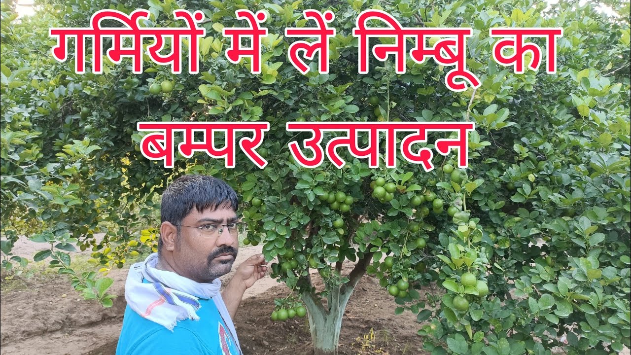गर्मियों मैं निम्बू का बम्पर उत्पादन