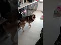 “He thought nobody was watching… 💀🐶”