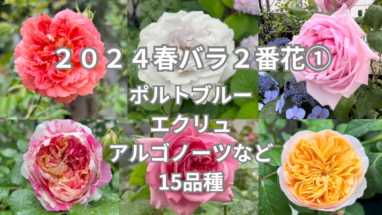 25【ロサオリプログレッシオ2024年新品種ポルトブルー＆春の2番花ご