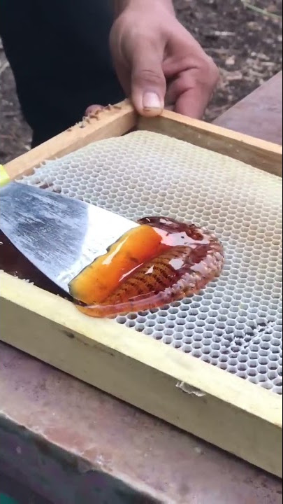 ISTIMEWA BANGET MADU MURNI LANGSUNG DARI SARANG LEBAH
