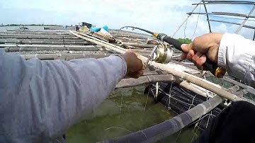 46/ Câu hanh ( tráp ) bằng Ikada có vẻ hiệu quả , đóng cá chạy phê vãi