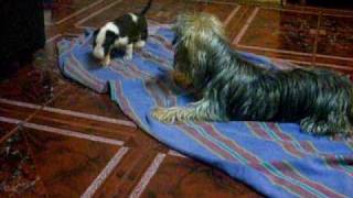Cachorro Bull Terrier Con Yorkshire Jugando
