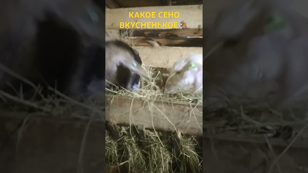 КАКОЕ СЕНО ТО ВКУСНЕНЬКОЕ🐐/ЛПХ "МНОГОДЕТОЧКИ ТАЛИНКИ"🐐