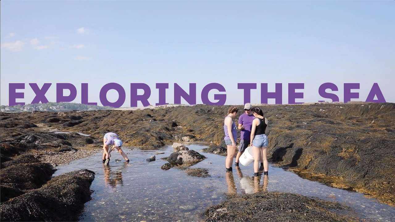 Marine Biology Research in Maine Holy Cross Summer Research 2021 YouTube