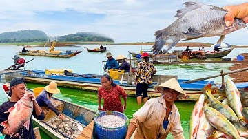 Hồ Trị An Mùa Nước Lên | Lưới Cá Lăng Cá Mè Cá Hoàng Đế