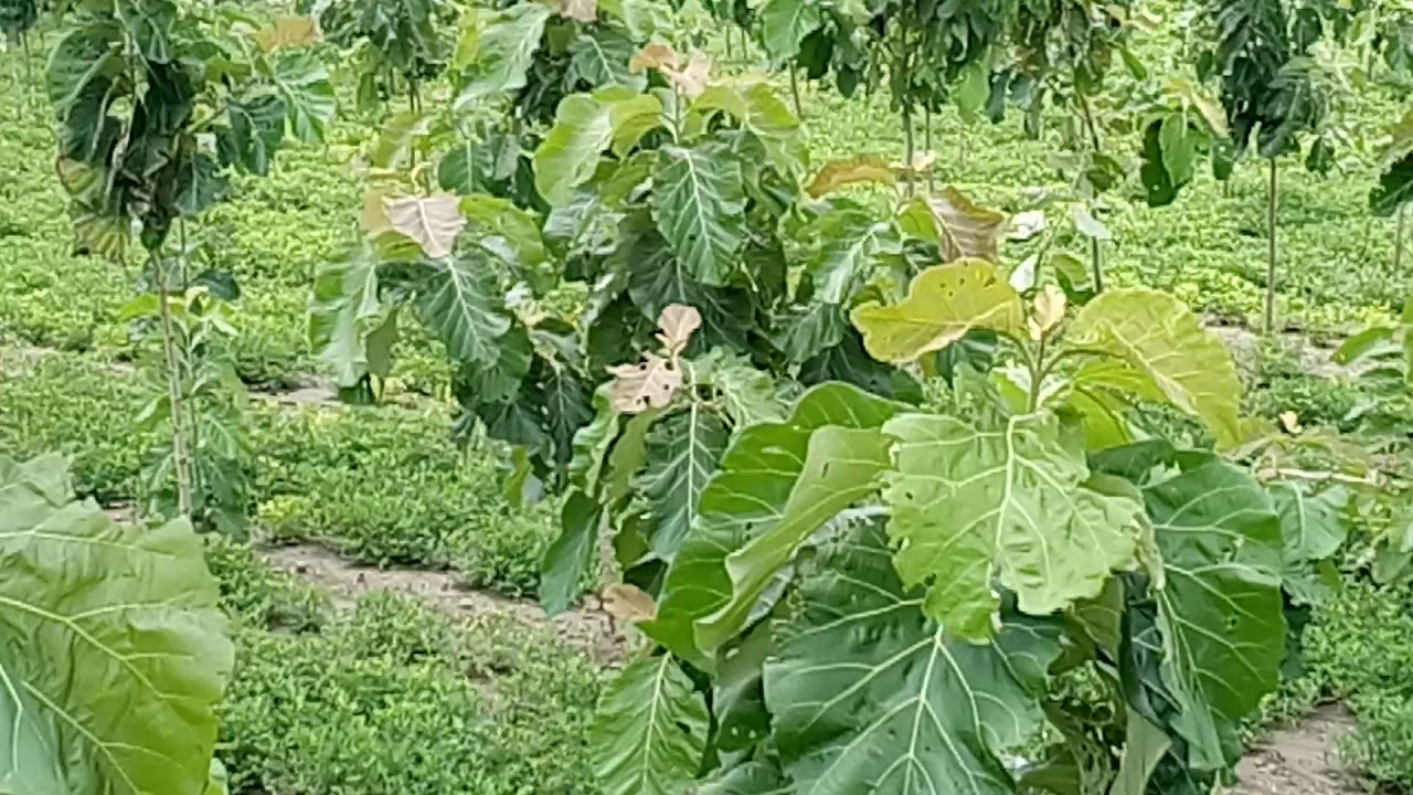 TEAK WOOD PLANTATION VIDEO YouTube teak-wood-plantation-video-youtube