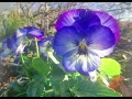 鏡花水月「必殺仕事人2009」🌸the SHIGOTONIN カバー