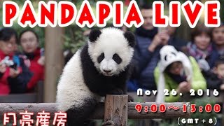 Pandapia live 20161126 2015/2016級熊貓寶寶成長直播