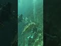 DIVER SITTING ON REEF🫢The bell tells..#trending #coral #coralreef  #turtle #seaturtles #scubadiving