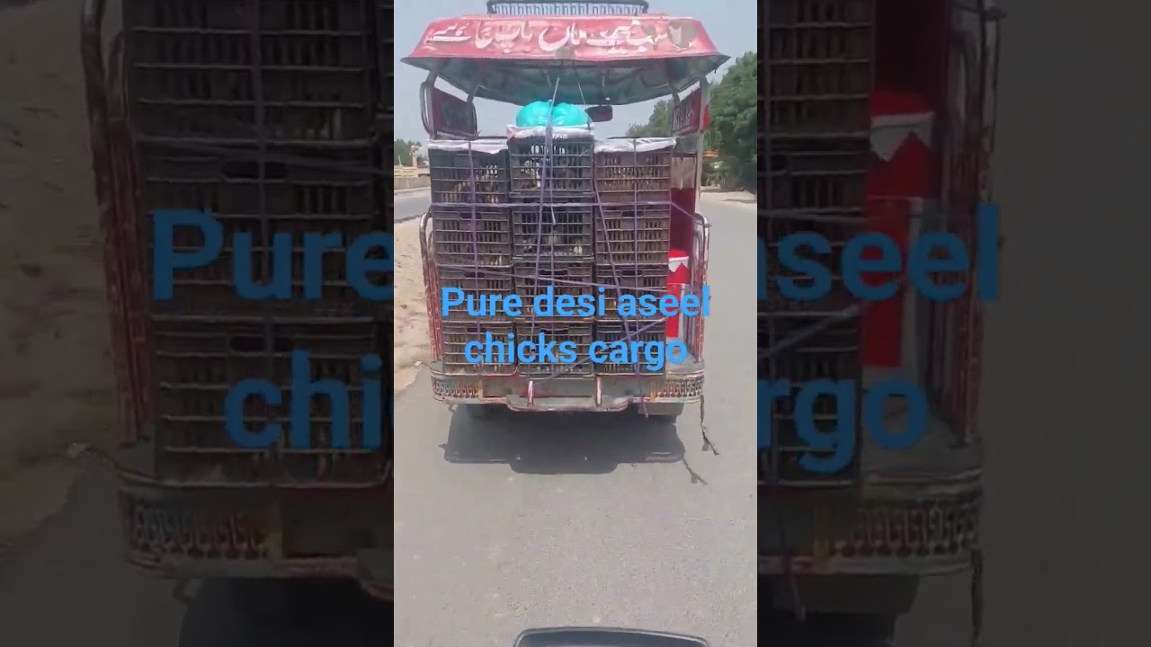 chicks cargo. desi aseel