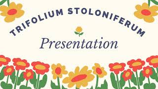 Trifolium stoloniferum (Trèfle stolonifère) description - Herbier partie1