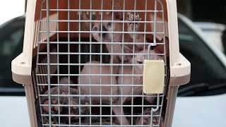 ส่งแมวสฟิงซ์ของที่ฟาร์ม มั่นใจ น้องแมวสุขภาพดี ตรวจโรค และมีใบรังรองแพทย์ Sphynx Cat