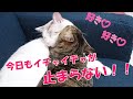 仲良し猫 今日もラブラブ過ぎて主たち嫉妬