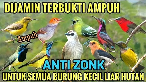 Baru❗Suara pikat semua burung kecil liar asli alam 😱 viral