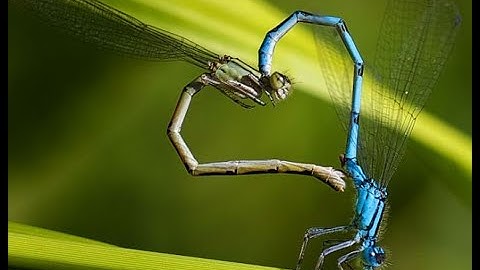 10 Sự thật thú vị về Chuồn Chuồn