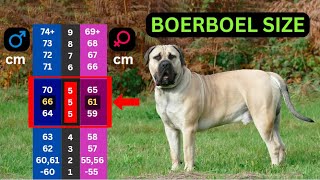 South African BOERBOEL size, weight and proportions (Appraisals and Breed Standard) by Boerboel Yzer 717 views 6 months ago 5 minutes, 9 seconds