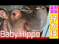 【Hippopotamus】カバの赤ちゃんが最強に可愛い【Baby Hippo】 ─ LIVE ZOO 通信─
