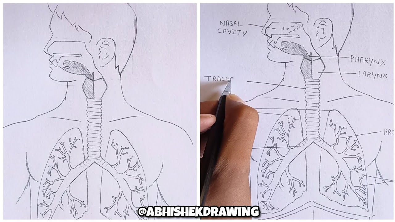 Respiratory System Diagram Easy | YoKidz Channel | YoKidz Drawing - YouTube
