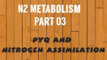 N2 Metabolism Part 03  AMMONIA ASSIMILATION AND PYQ on Nitrogen Metabolism