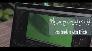 كيفية دمج الفيديوهات مع بعضها بأداة Roto Brush في الافترافكت Rotoscope nature footage