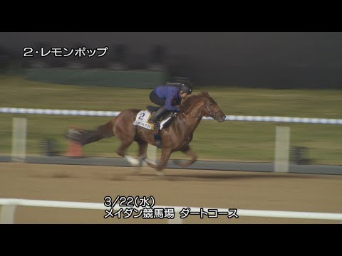 【2023ドバイゴールデンシャヒーン】レモンポップなど日本馬4頭の最終追い切り | JRA公式