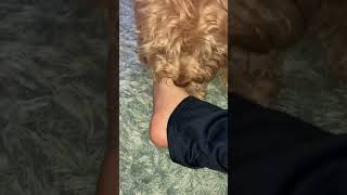 My dog likes to lick my feet