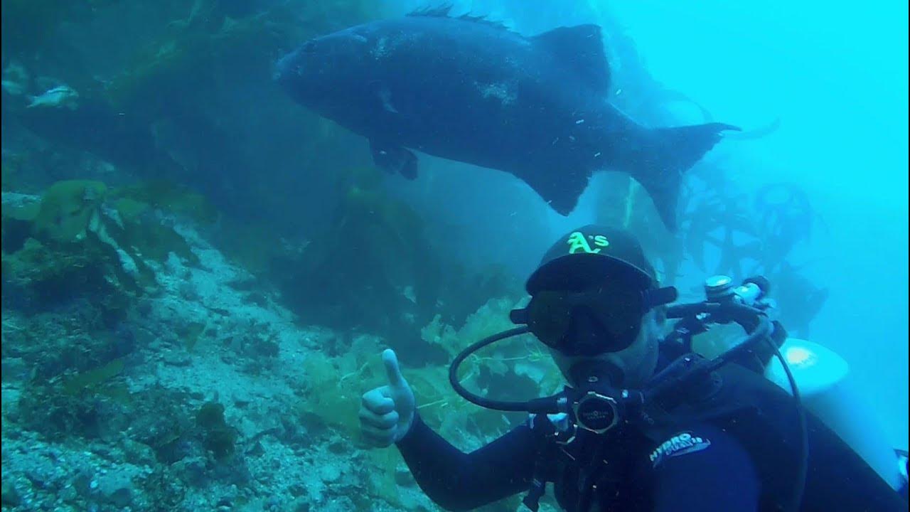 Giant Black Sea Bass at Catalina Island CA YouTube