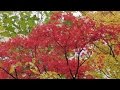 ビデオで見る札幌ウォーキングコース　北大植物園　2016/11/1