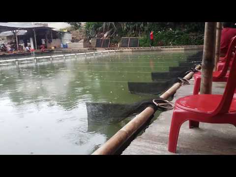 empang-pemancingan-mursadi-pasar-jengkol..