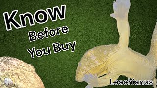 Leachianus Gecko - know before you buy!
