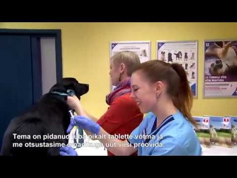 Video: Lemmikloomade kühvel: beebivastuvõtja Ceddles koos Teddy Bear, 2. Greiderid Meet Pup nad aitasid