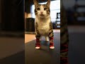 Жму 200 кг от груди, но только когда никто не видит 😼💪