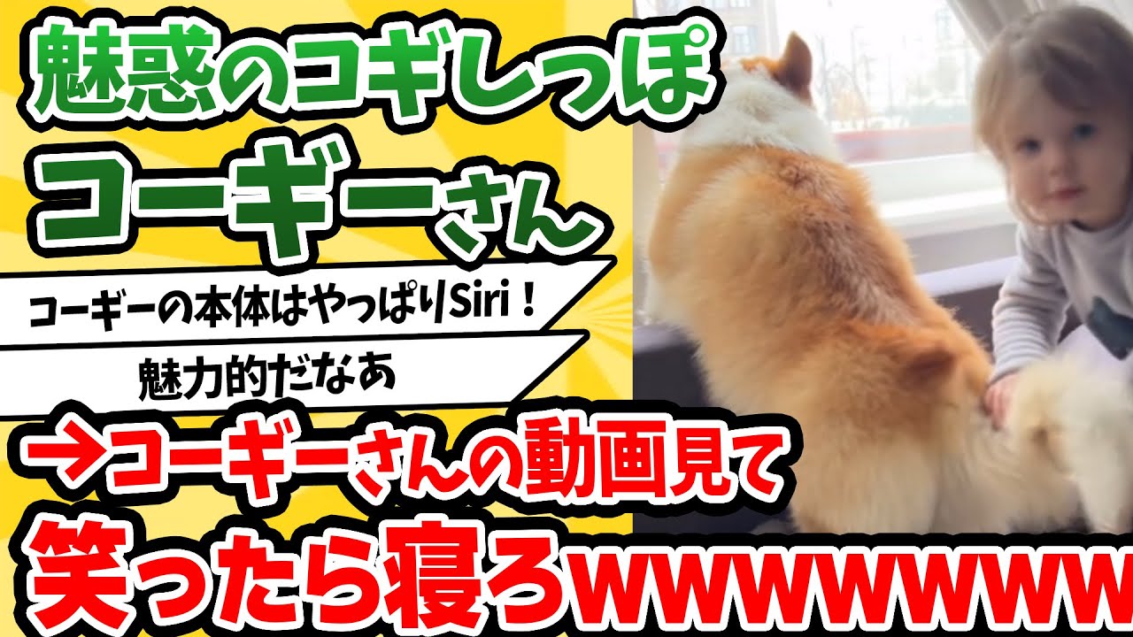 If you laugh while watching Corgi's video, go to sleep lol - YouTube