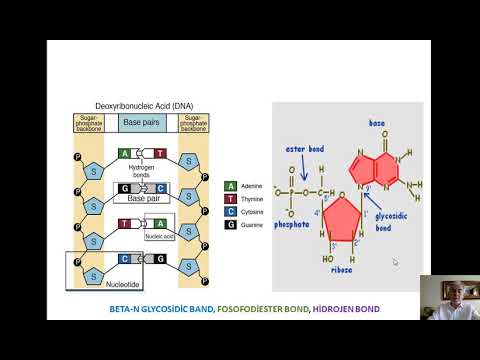 Pürin Pirimidin Metabolizması - 1