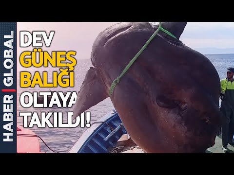 Akdeniz'de 2 Tonluk Güneş Balığı Yakalandı