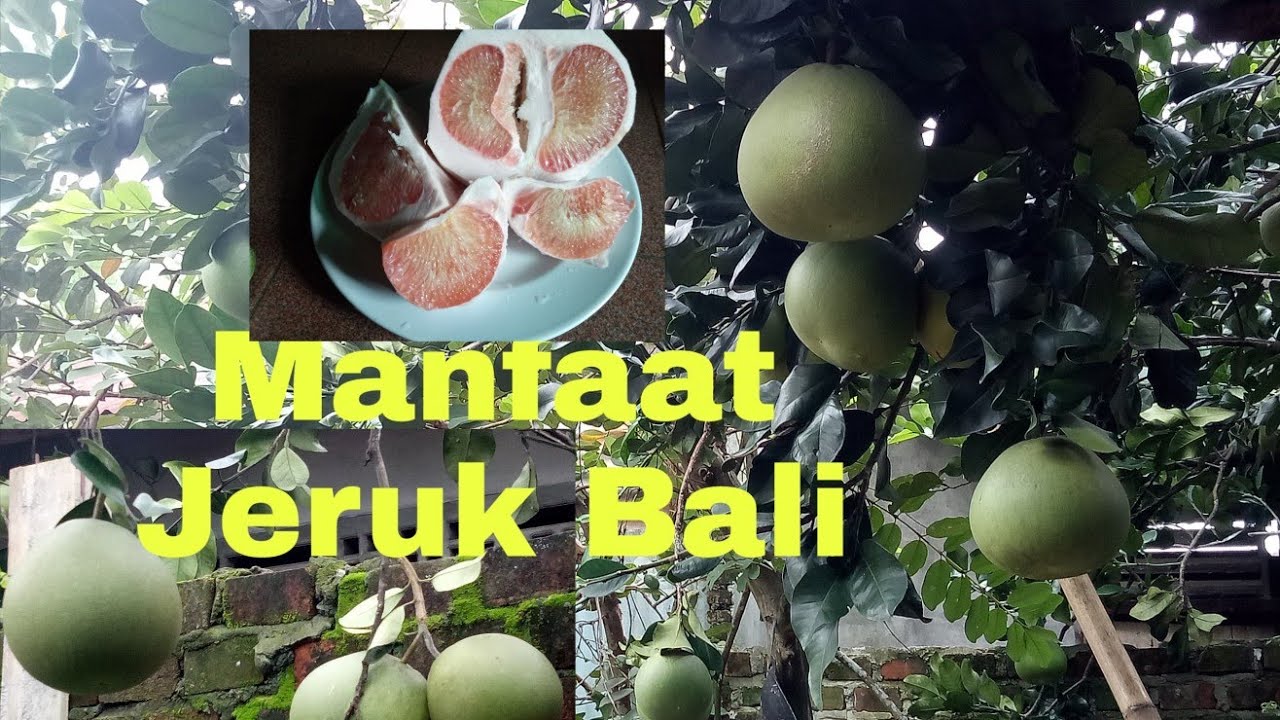 JERUK BALI SANGAT BAIK UNTUK KESEHATAN TUBUH# 