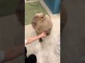カピバラさんもワンちゃんみたいにお手ができます🖐️#カピバラ #capybara #animals #tokyo #shinjuku