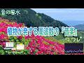 【美・光・先見・成功・表現力・知性・生命力・心の開花・ハートチャクラ・528Hz】山の春をピンクに彩る『つつじ』が奏でる『音の風水』♪(Part 87)