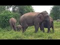 1St News: A slightly angry lone elephant with a herd | Wildlife Asian Elephant Srilanka #wildlife