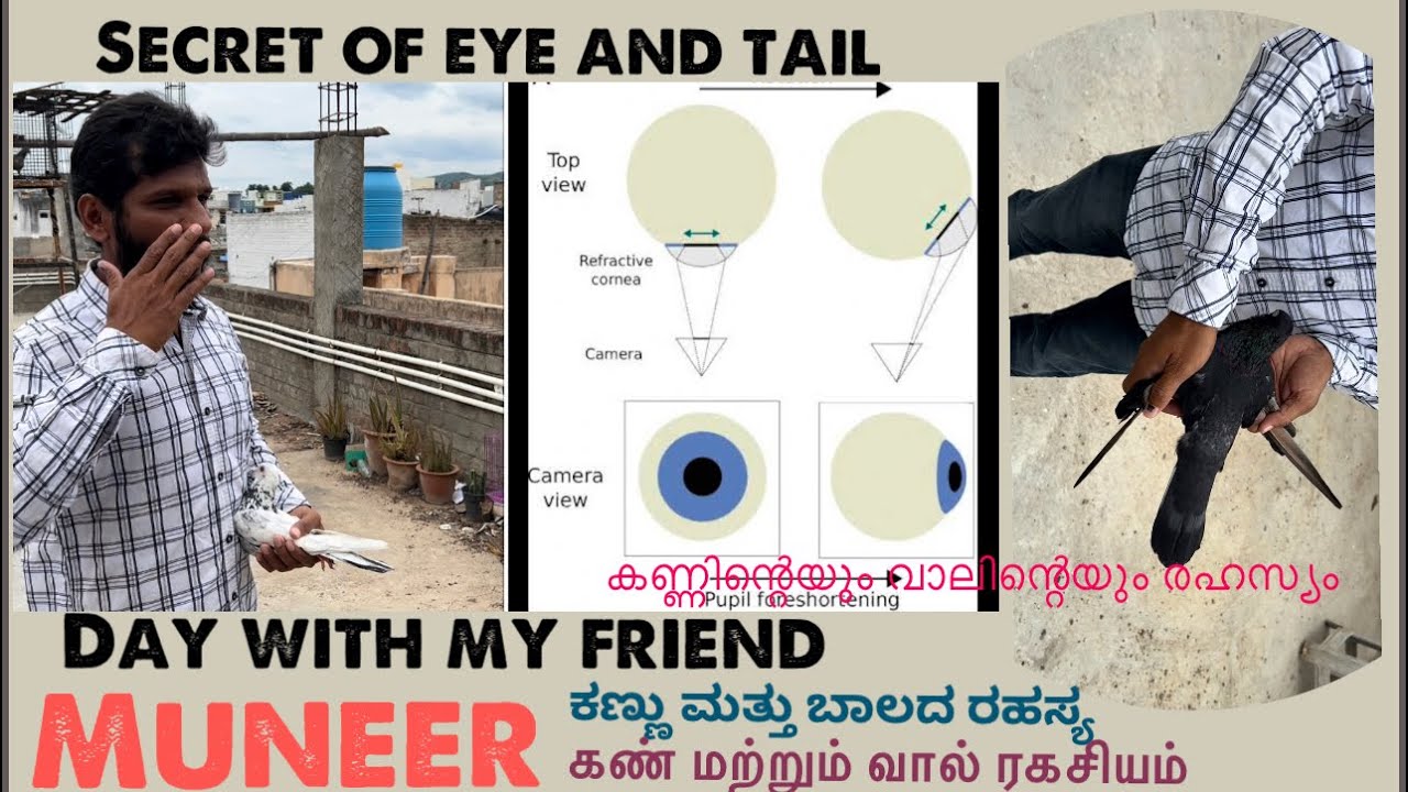 Muneer , secret eye and tail , good knowledge fancier