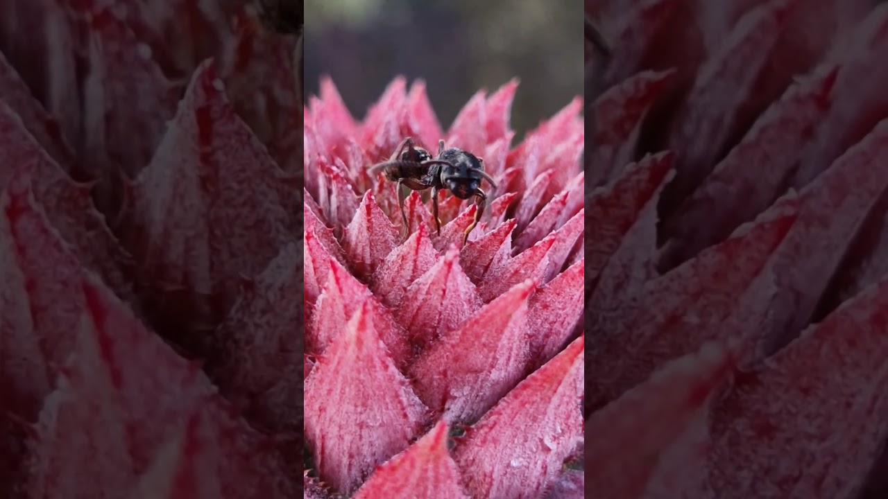 Ant on a baby pineapple. Awesome!! 