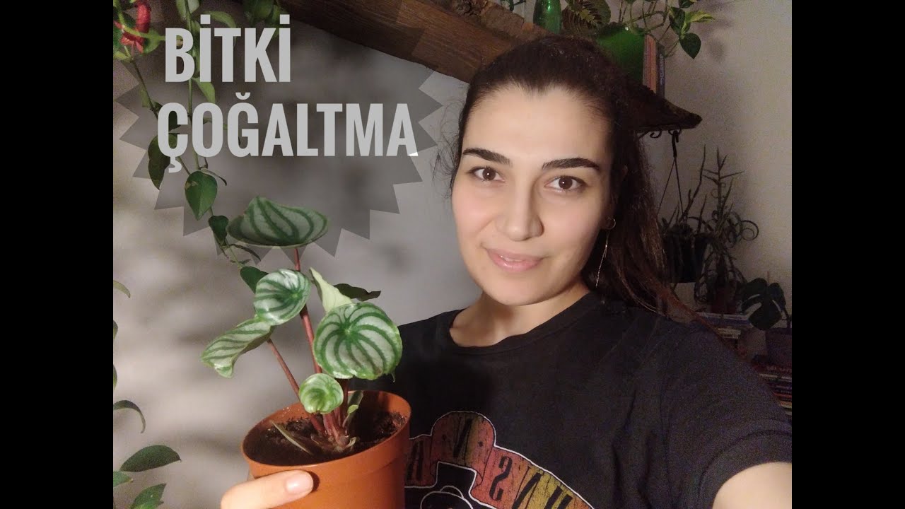 KARPUZ PEPEROMIA - Çoğaltma