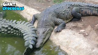 Alpha Crocodiles Looking For Food - Part Iii
