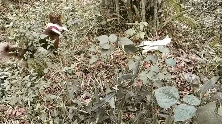 Video 11868231: himalayan animal, funny cat playing