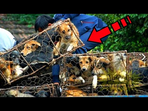 Видео: Имат ли животните себе си?