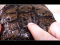 HELP! YOUR TURTLE HAS STUCK SHED!?!?! | DOES THIS EVEN HAPPEN? | PEEL THE SHELL OFF!!