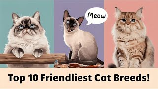 Top 10 Friendliest Cat Breeds