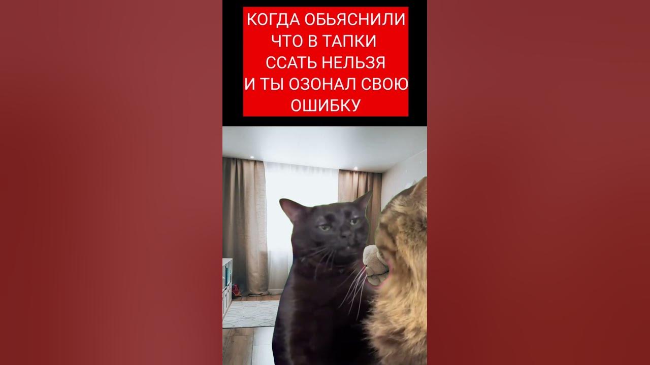 Кот смотрит с пустым взглядом мем КОТ СМОТРИТ С ОПУСТОШЕННЫМ ВЗГЛЯДОМ МЕМ - YouTube